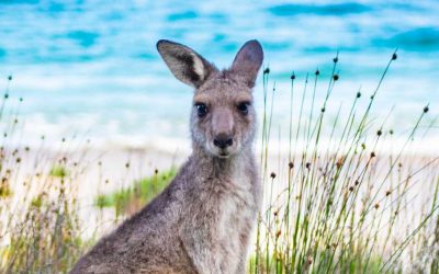 Le Meraviglie Nascoste dell’Australia