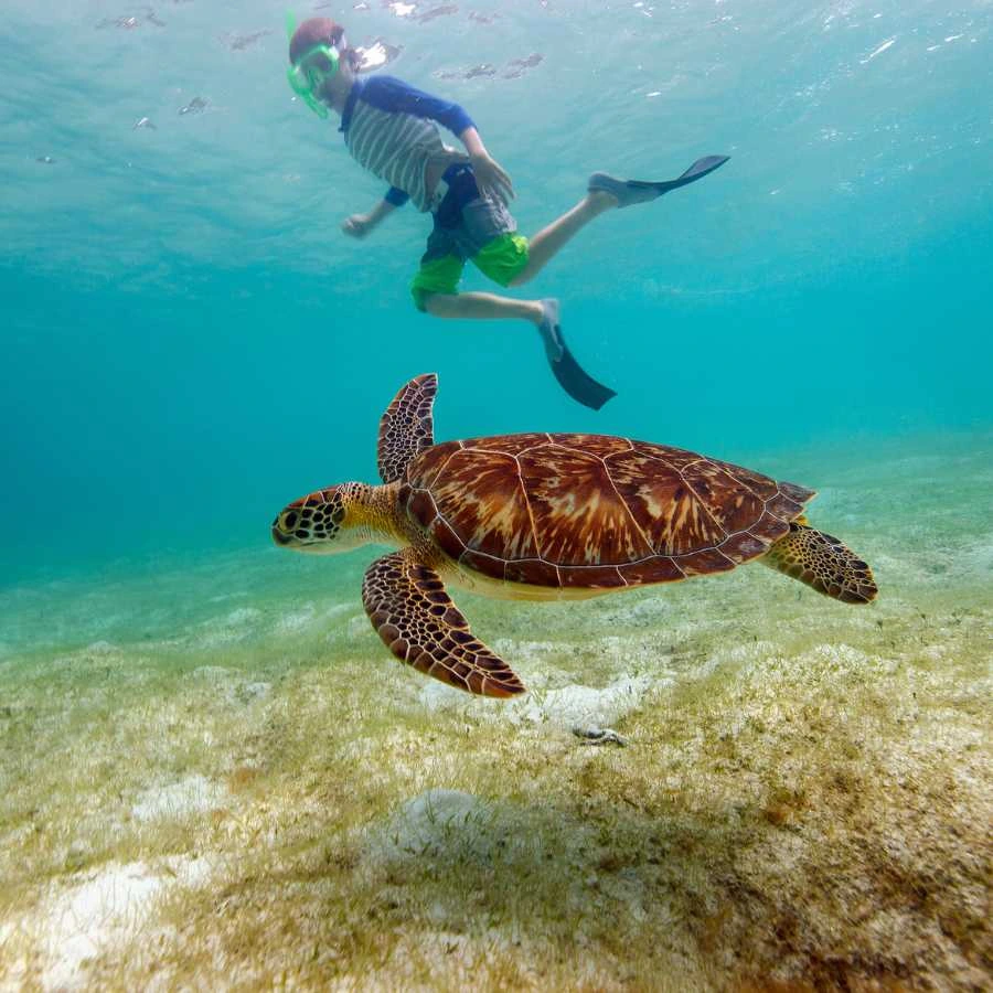 Snorkeling con tartaruga marina in acque tropicali limpide