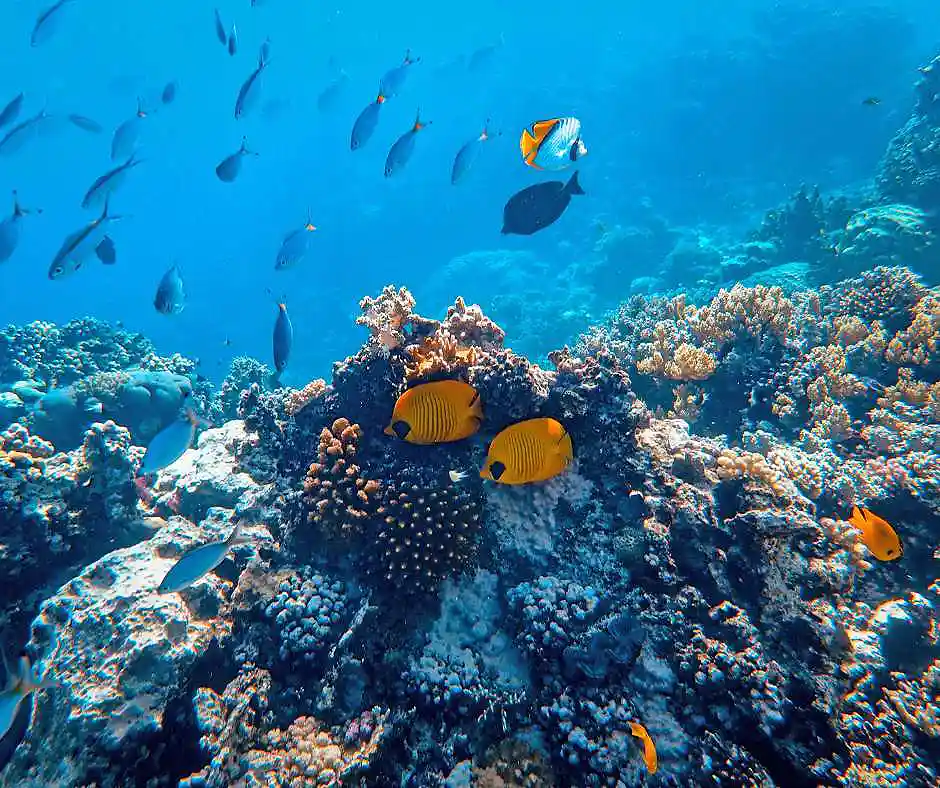 Offerta viaggio Polinesia Francese โ snorkeling tra coralli e pesci tropicali Barriera corallina con pesci tropicali nella laguna della Polinesia Francese