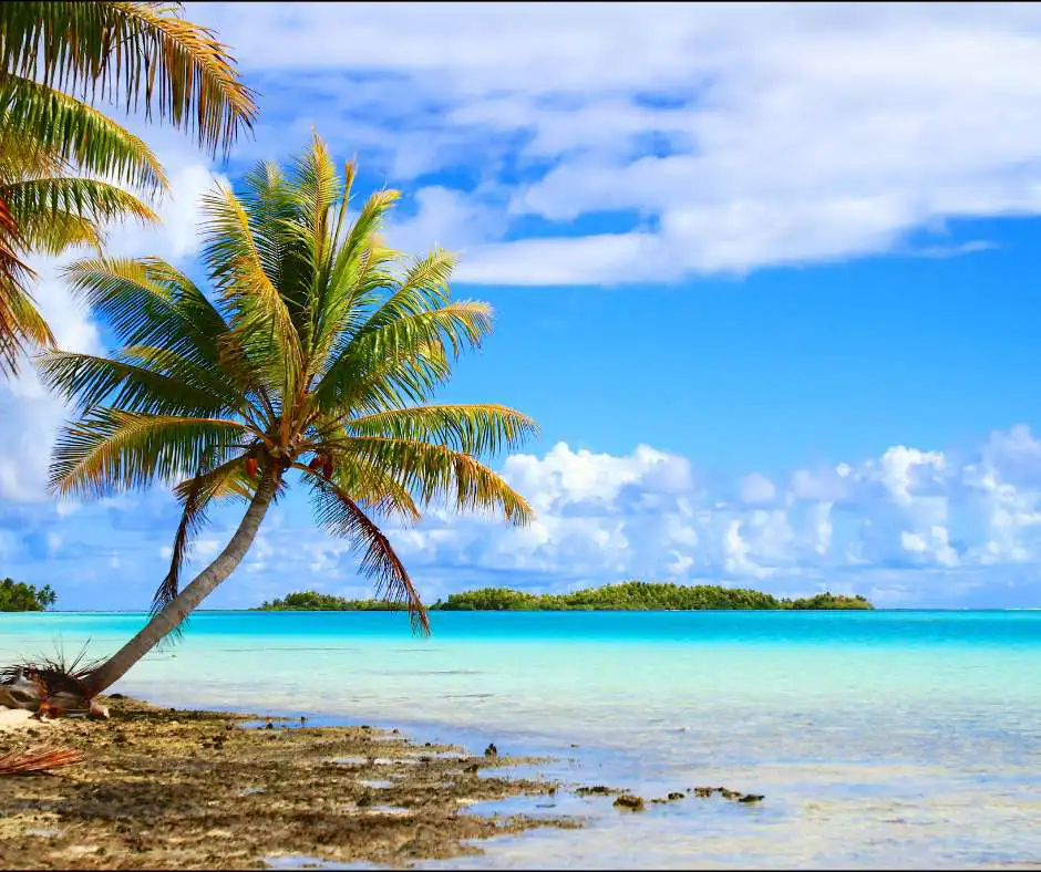 Offerta viaggio Polinesia Francese โ pacchetto vacanza tra spiagge tropicali e lagune Palma tropicale su spiaggia con laguna turchese nella Polinesia Francese