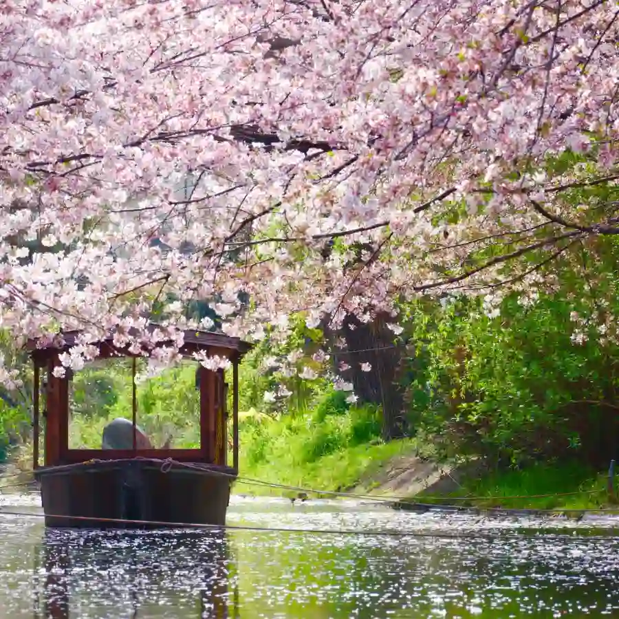 Barca tradizionale a Kyoto tra ciliegi in fiore durante un viaggio in Giappone