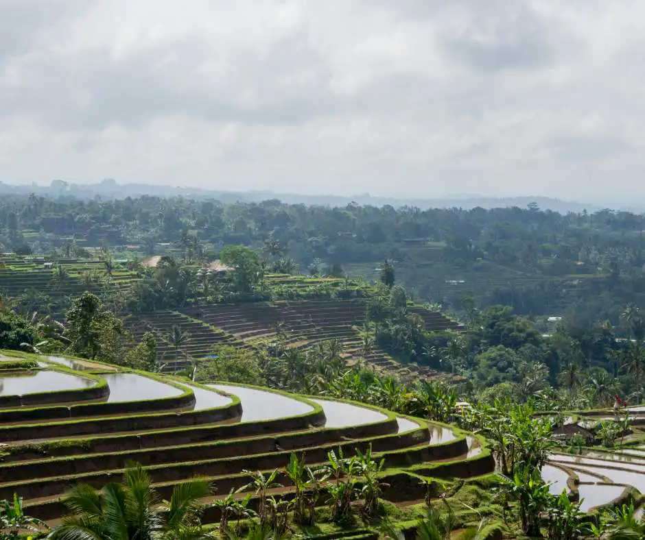 Viaggio organizzato Bali con risaie UNESCO di Jatiluwih Risaie di Jatiluwih a Bali, patrimonio UNESCO, tra colline verdi e terrazze