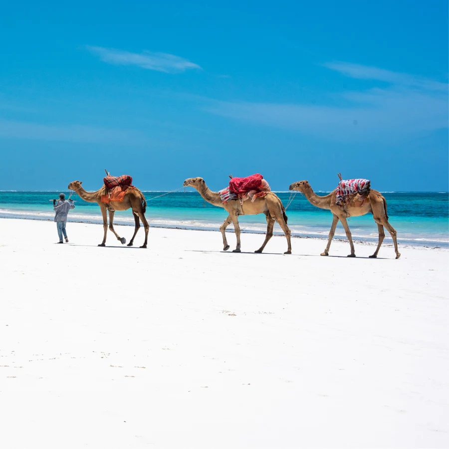 Cammelli sulla spiaggia tropicale del Kenya sul mare