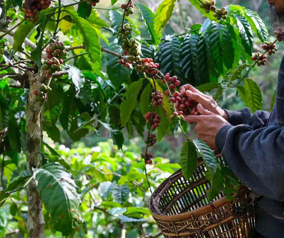Pacchetto vacanza Bali con esperienza in piantagione di caffè Piantagione di caffè balinese a Ubud con piante tropicali e degustazione locale