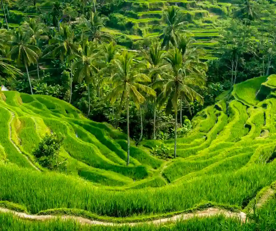 Pacchetto vacanza Bali con visita alle risaie di Tegalalang Risaie terrazzate di Tegalalang a Ubud, Bali, immerse nel verde tropicale