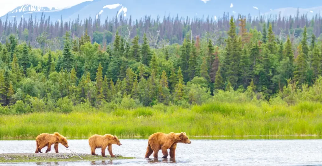 Tre orsi bruni attraversano un lago nella natura incontaminata dell'Alaska