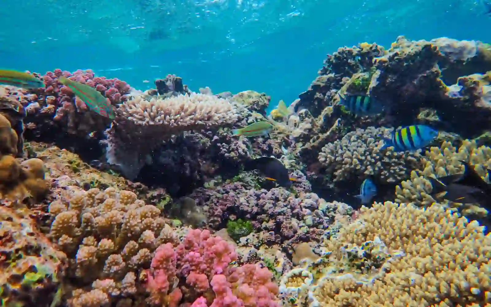 Barriera corallina di Mauritius con pesci tropicali e coralli colorati