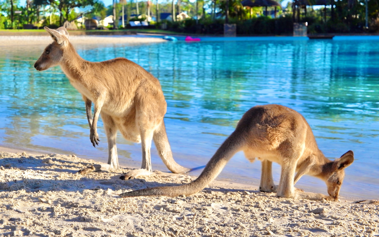 Due canguri vicino all'acqua durante un viaggio in Australia