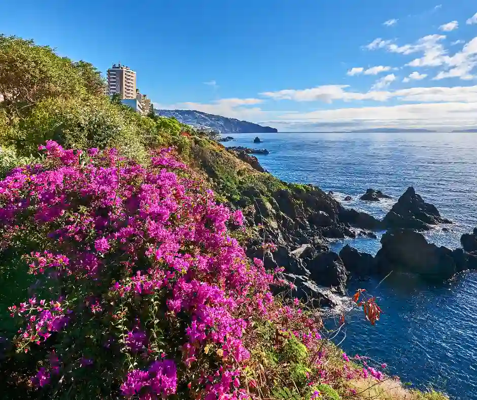 Viaggio organizzato Costa Smeralda con tappa a Madeira Costa panoramica di Madeira con fiori colorati affacciati sull'oceano Atlantico.