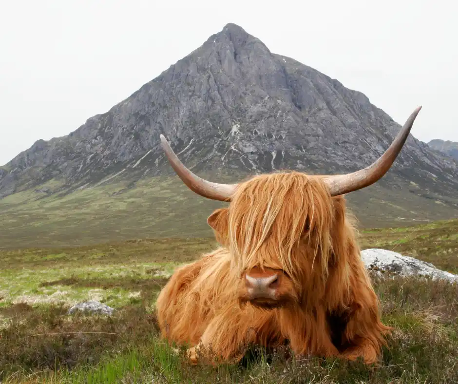 Pacchetto vacanza Regno Unito – Highlands Scozzesi Mucca delle Highlands davanti a una montagna scozzese durante il viaggio nel Regno Unito.