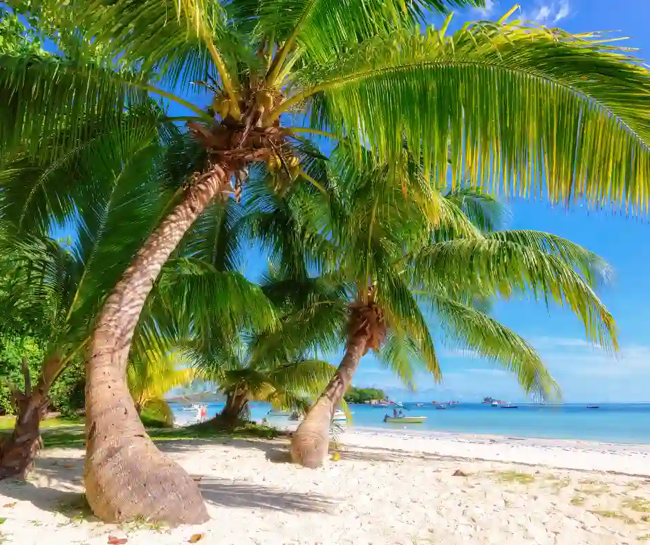Pacchetto vacanza Hawaii – Spiagge tropicali Spiaggia tropicale delle Hawaii con palme affacciate sul mare.