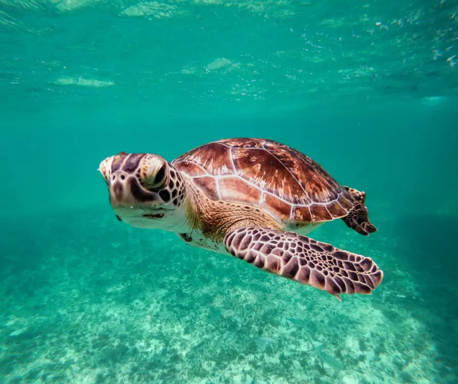 Viaggio organizzato Hawaii – snorkeling e natura marina Tartaruga marina che nuota nelle acque cristalline delle Hawaii.