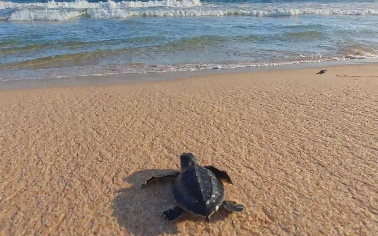 Piccola tartaruga marina raggiunge il mare sulla spiaggia di Ras Al Jinz in Oman