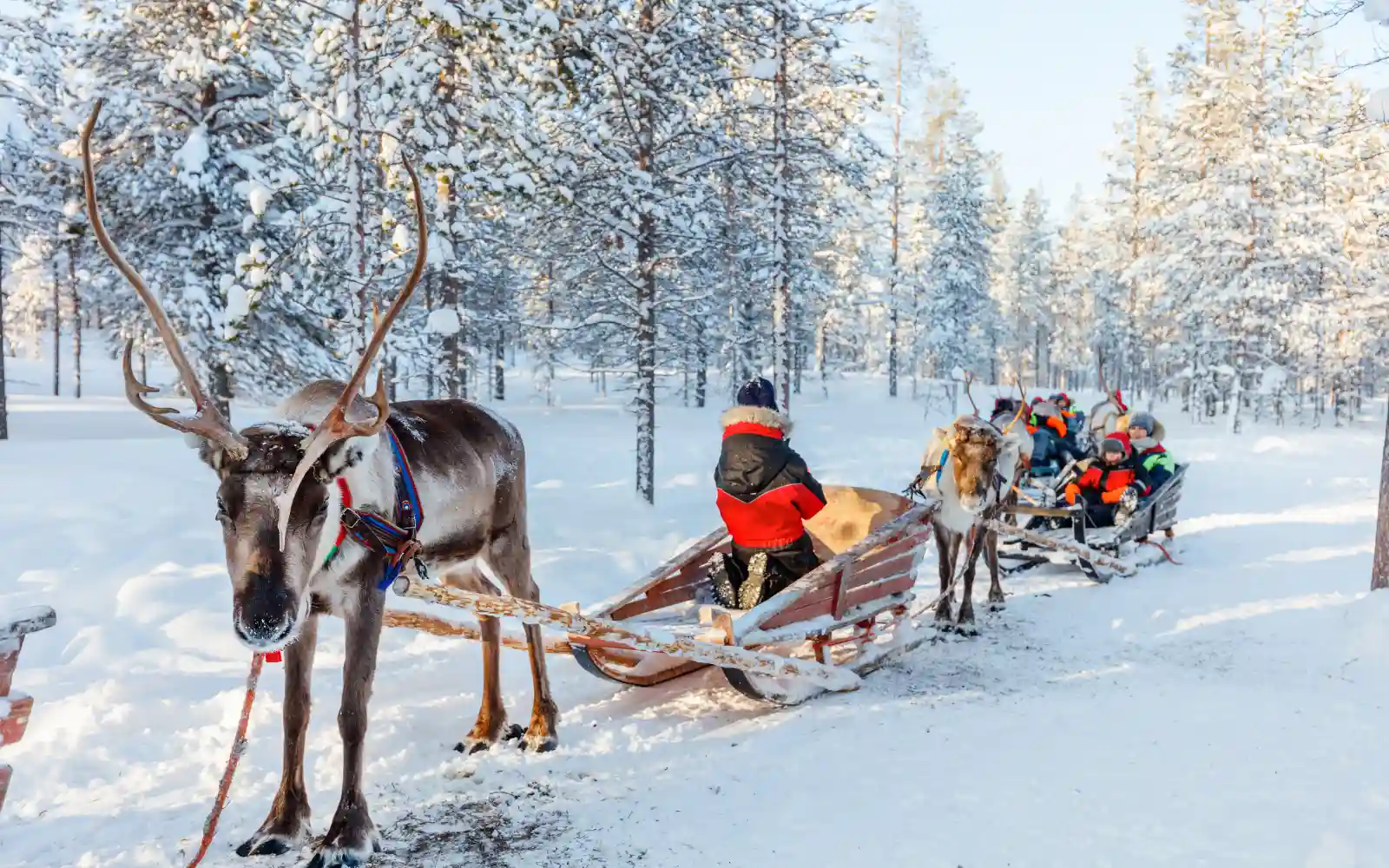 Renne con slitte e passeggeri lungo un sentiero in un bosco innevato