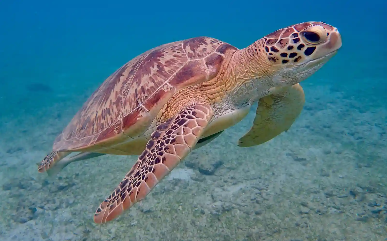 Tartaruga marina che nuota in un mare azzurro limpido e trasparente vicino al fondale